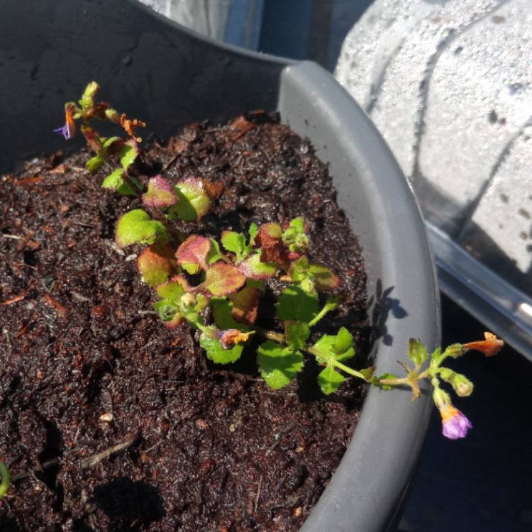 Plant image Bacopa scopia 'Gulliver Blue'