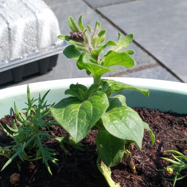 Plant image Petunia tumbelina 'Damson Ripple'