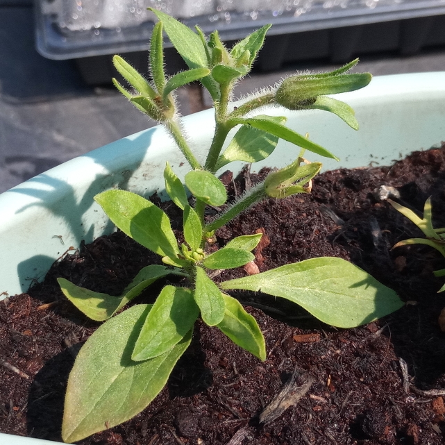 Plant image Petunia Double