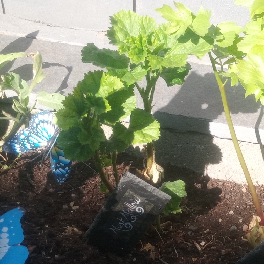 Plant image Malva moschata