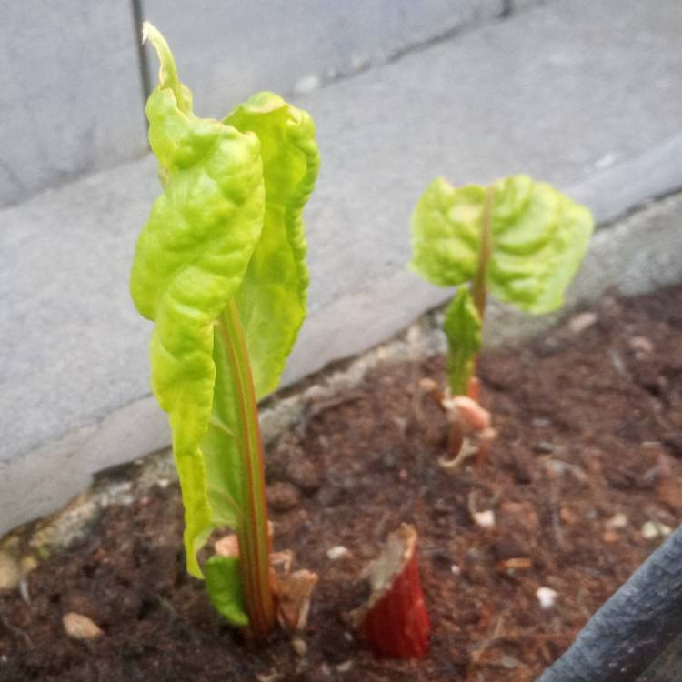 Plant image Rumex acetosa 'Red Veined'