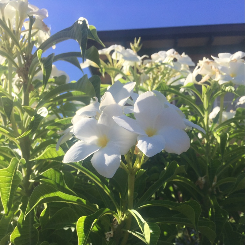 Plant image Plumeria pudica 'Golden Arrow'