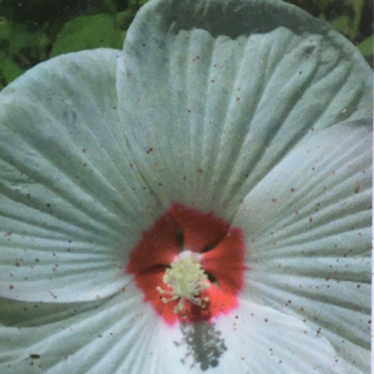 Plant image Hibiscus moscheutos 'Balhibwhi' (Luna Series) syn. Hibiscus moscheutos 'Luna White'