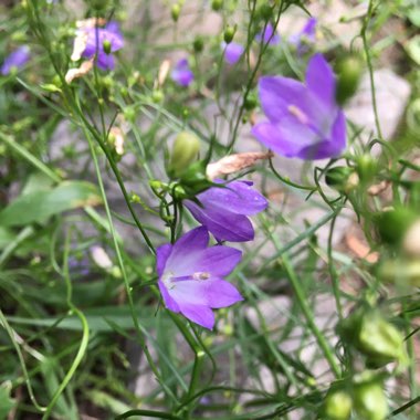 Common Harebell