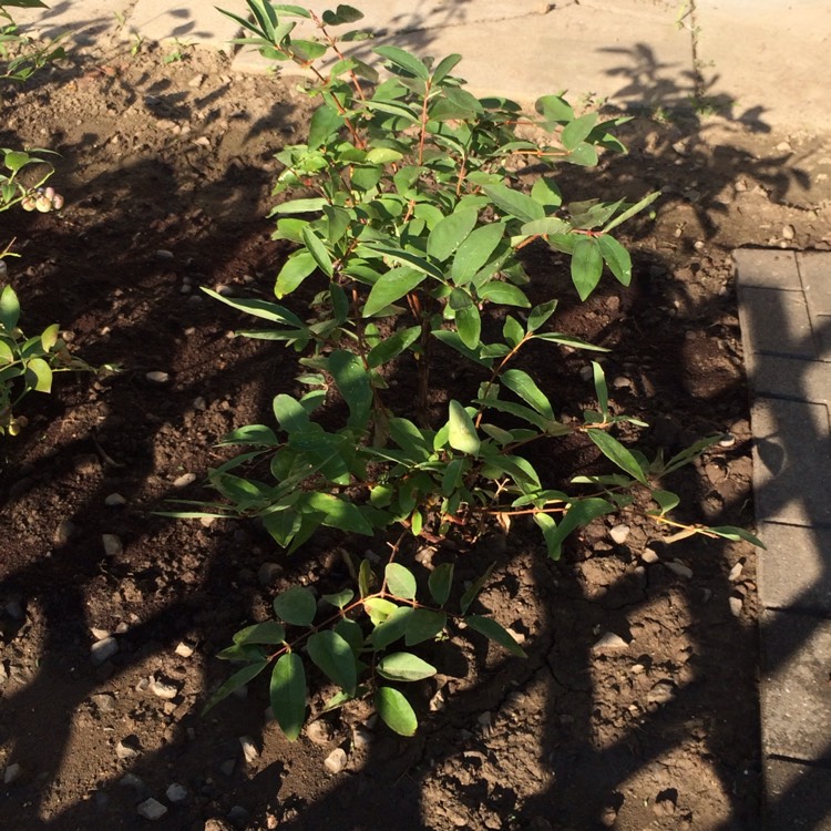 Plant image Lonicera caerulea var. kamtschatica 'Borealis'