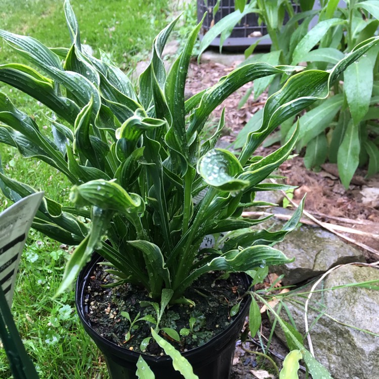 Plant image Hosta 'Praying Hands'