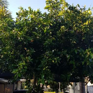 Citrus sinensis 'Glen'