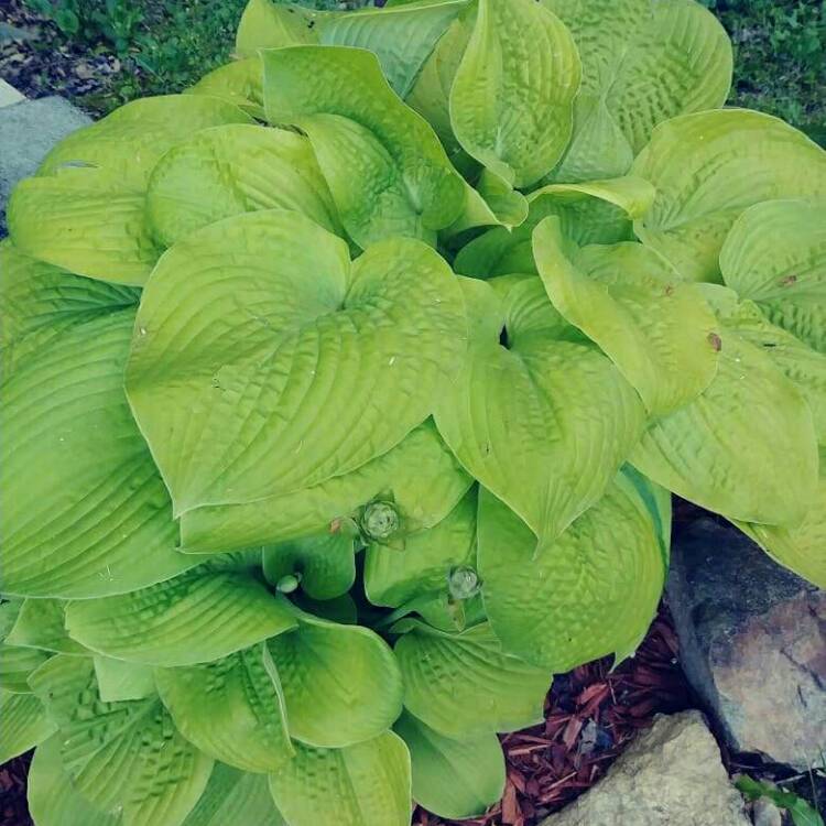 Plant image Hosta 'Golden Needles'