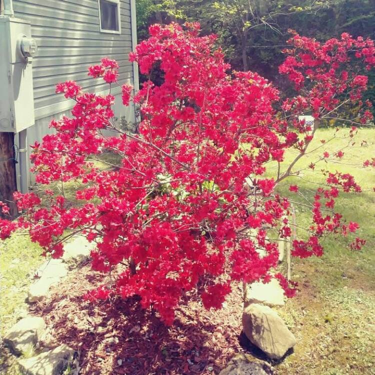 Plant image Rhododendron 'Cary Ann'