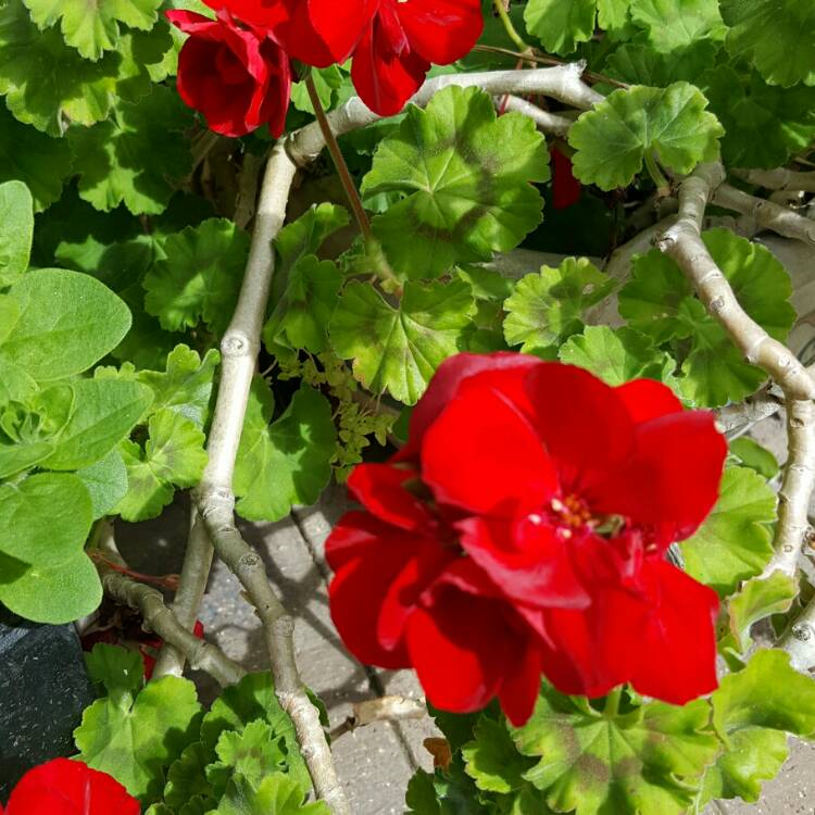 Plant image Pelargonium 'Big Red' (Big Series)