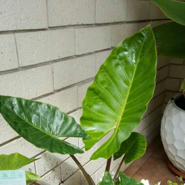 Colocasia esculenta  syn. Colocasia antiquorum