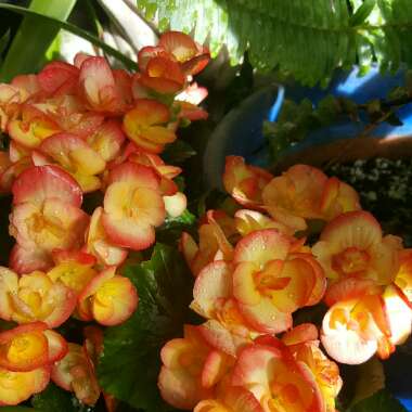 Begonia x hiemalis 'Elatior'