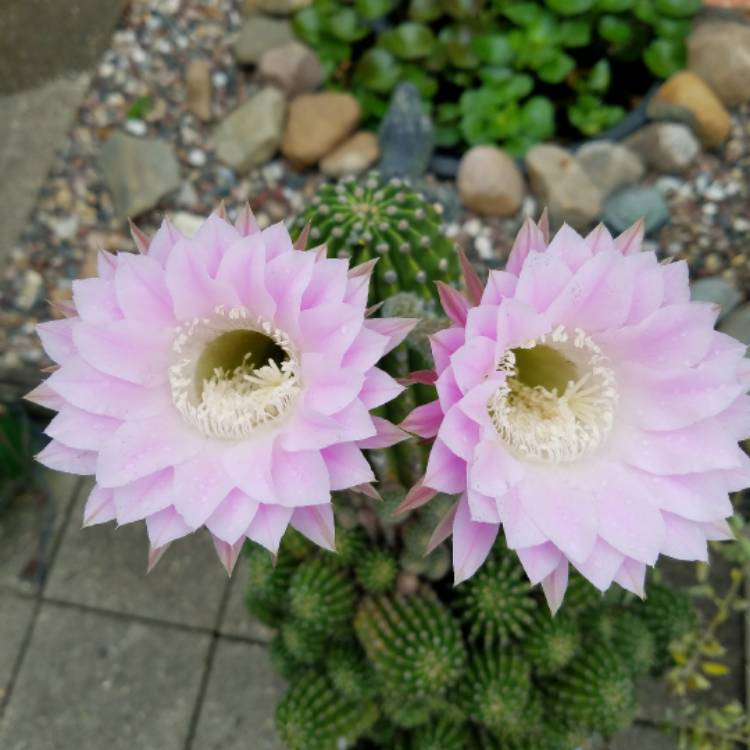 Plant image Euphorbia marginata