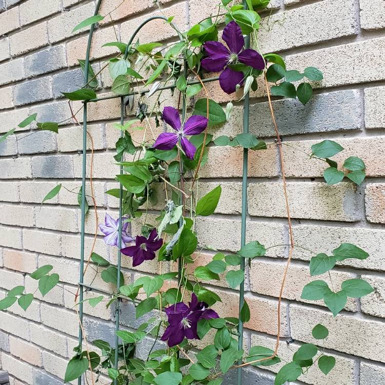 Plant image Clematis x jackmanii 'Purpurea'