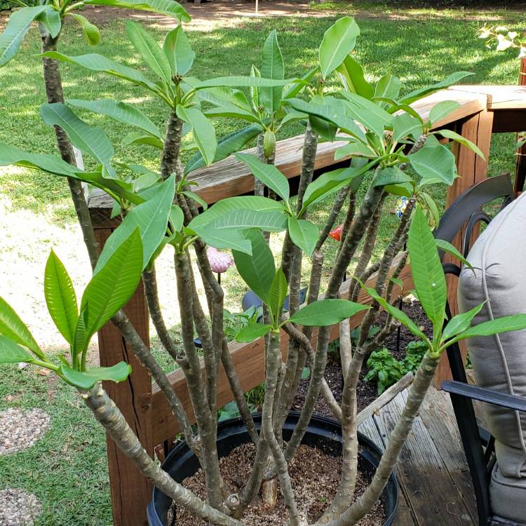 Plant image Plumeria Rubra 'Darwin Blues'