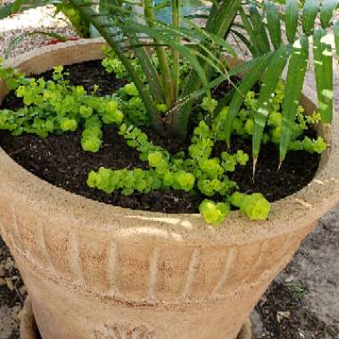 Lysimachia nummularia 'Goldilocks'