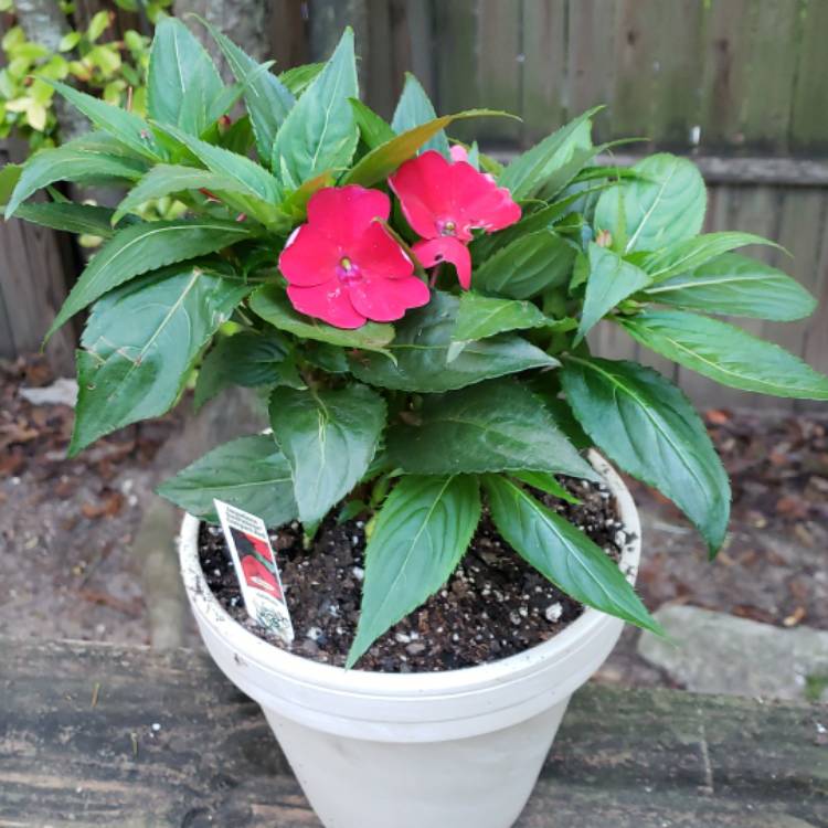 Plant image Impatiens x hybrida hort