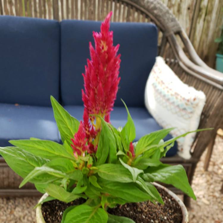 Plant image Celosia argentea var. cristata (Plumosa Group) 'New Look'