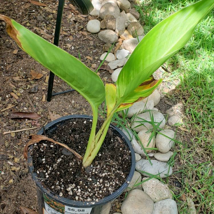 Plant image Canna 'Caribbean Sunset'