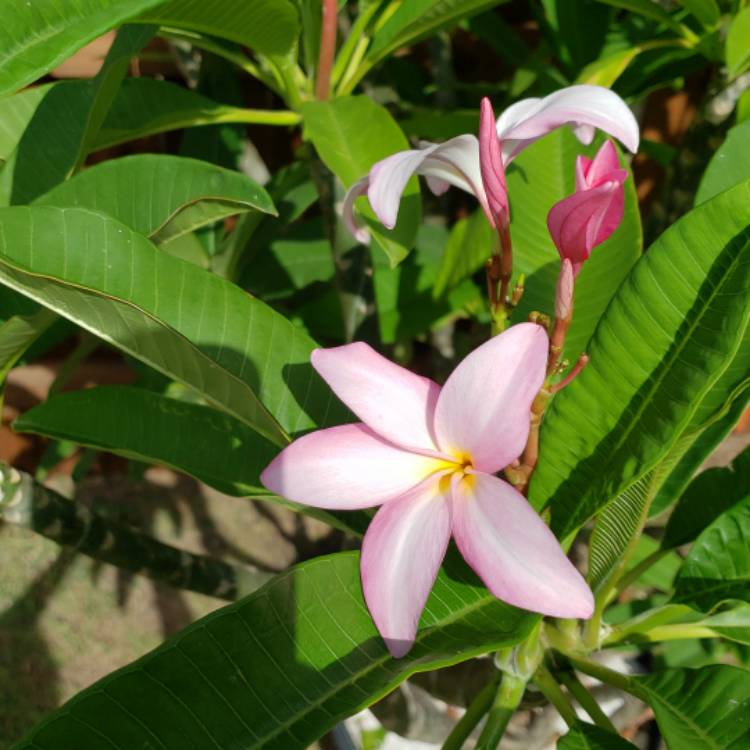 Plant image Plumeria Rubra 'Darwin Blues'