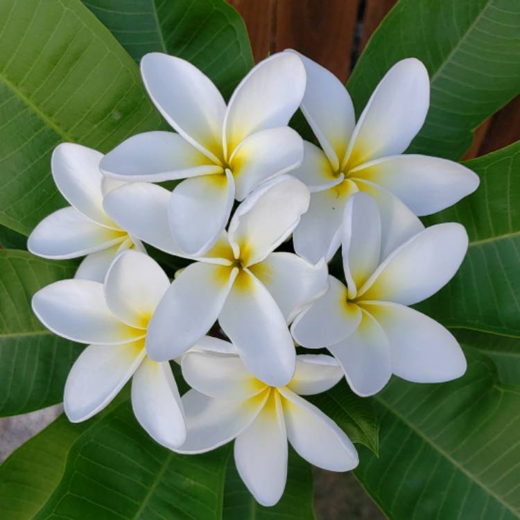 Plant image Plumeria 'Snow White'