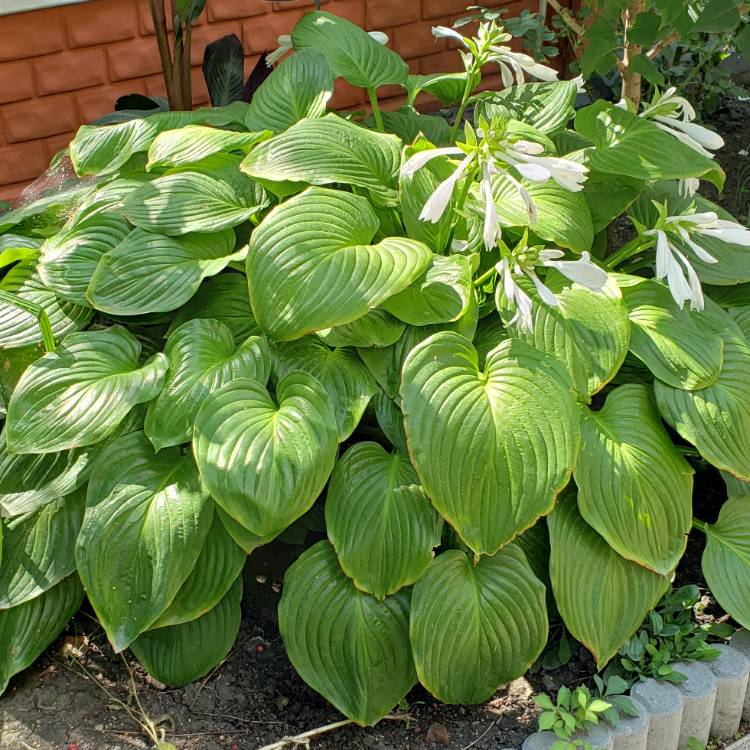 Plant image Hosta plantaginea