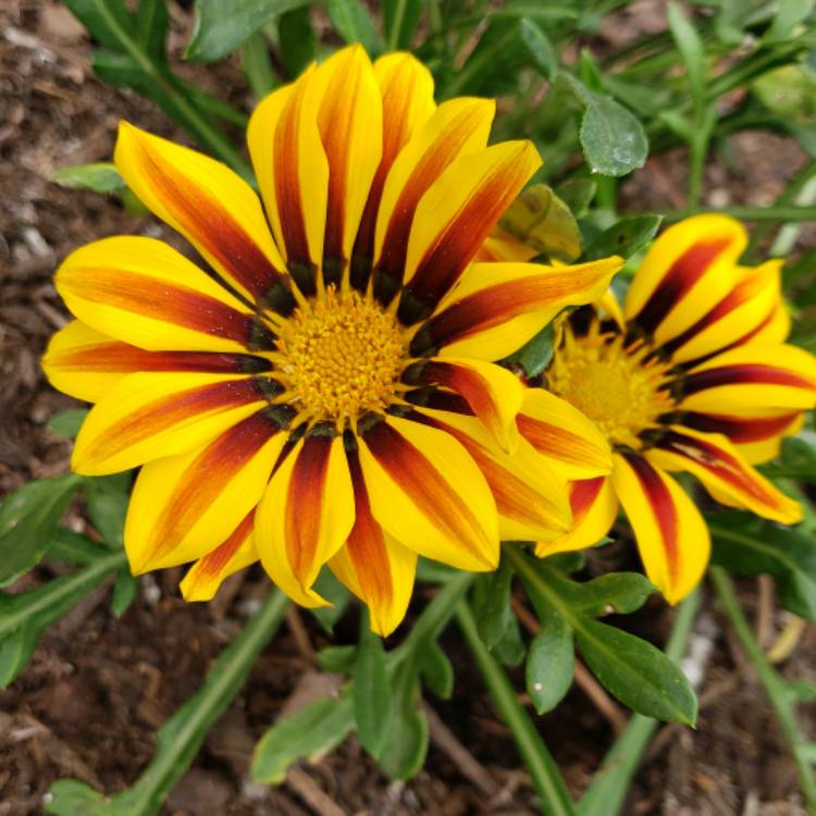 Plant image Gazania 'Daybreak Red Striped'