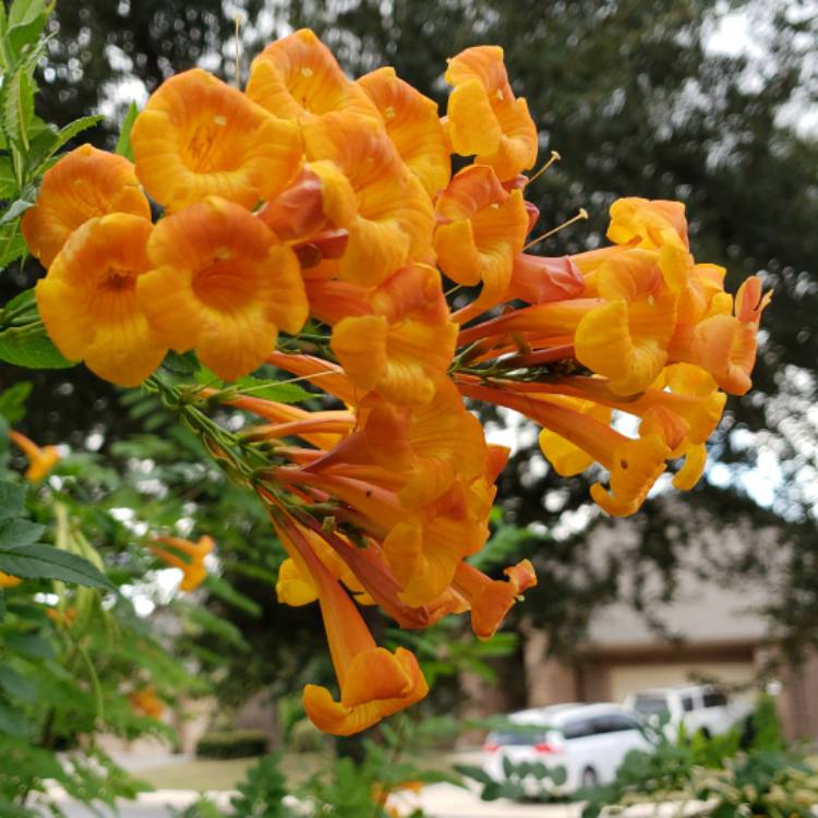 Plant image Tecoma Stans 'Bells Of Fire'