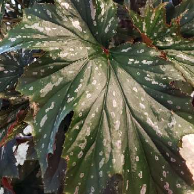 Begonia 'Dragon Wing'