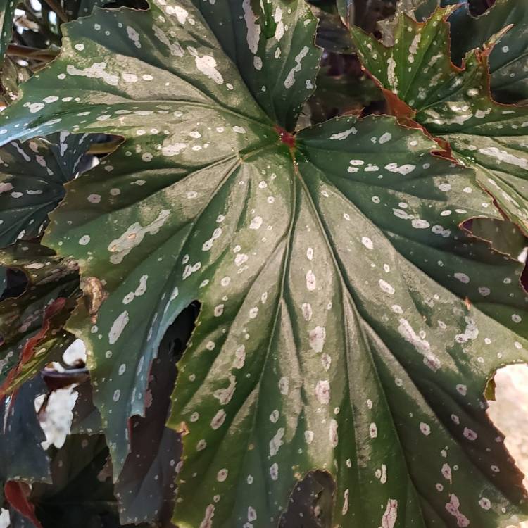 Plant image Begonia 'Dragon Wing'