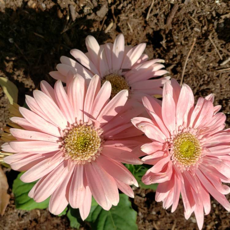 Plant image Gerbera Everlast Carmine