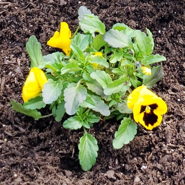 Plant image Viola x wittrockiana 'Yellow Blotch'