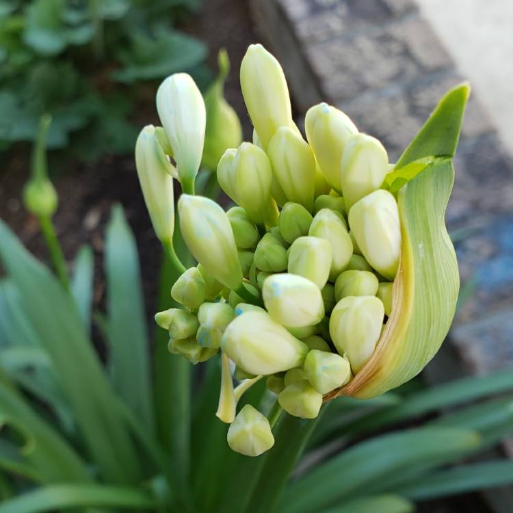 Plant image Agapanthus 'White Heaven'