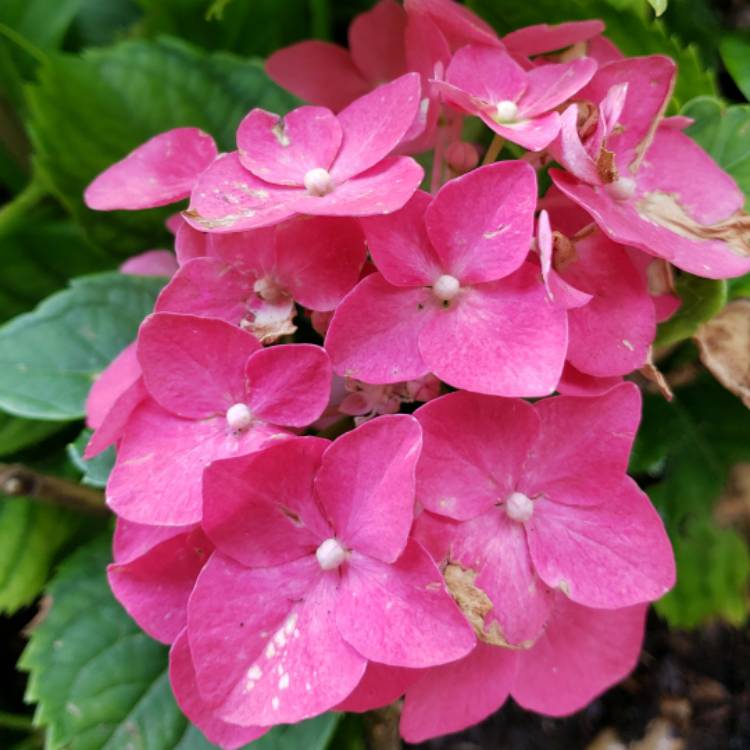 Plant image Hydrangea macrophylla 'Curly Wurly Pink'