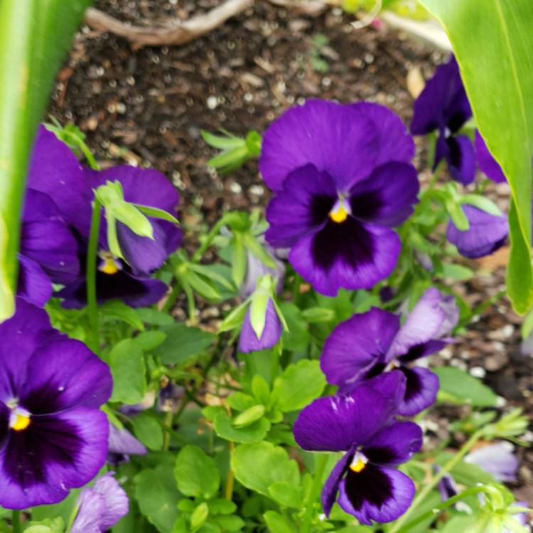 Plant image Viola x wittrockiana 'Denim' syn 'Matrix™ Denim'