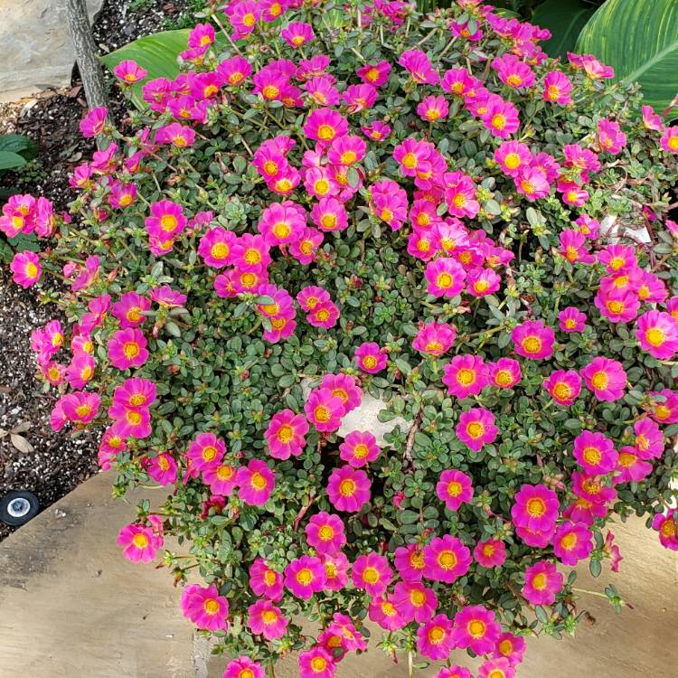 Plant image Portulaca Pilosa