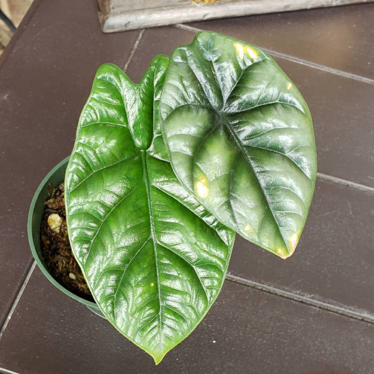 Plant image Alocasia Sinuata