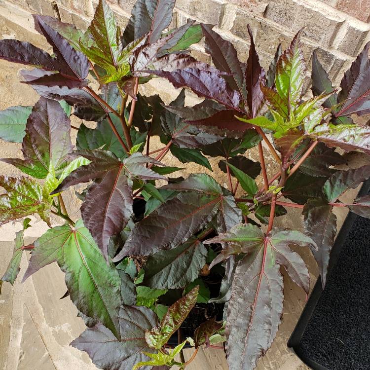 Plant image Hibiscus 'Midnight Marvel'