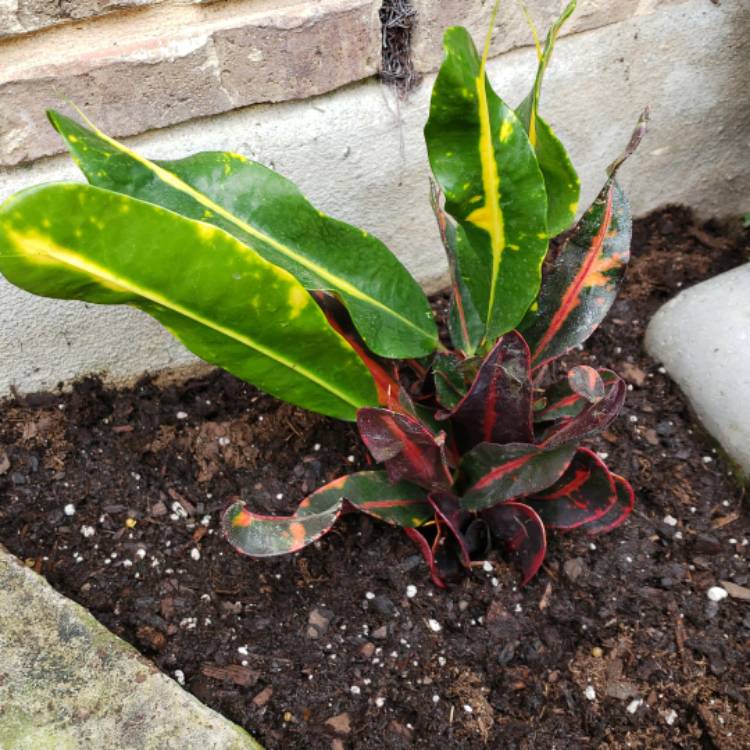 Plant image Codiaeum variegatum 'Mamey'