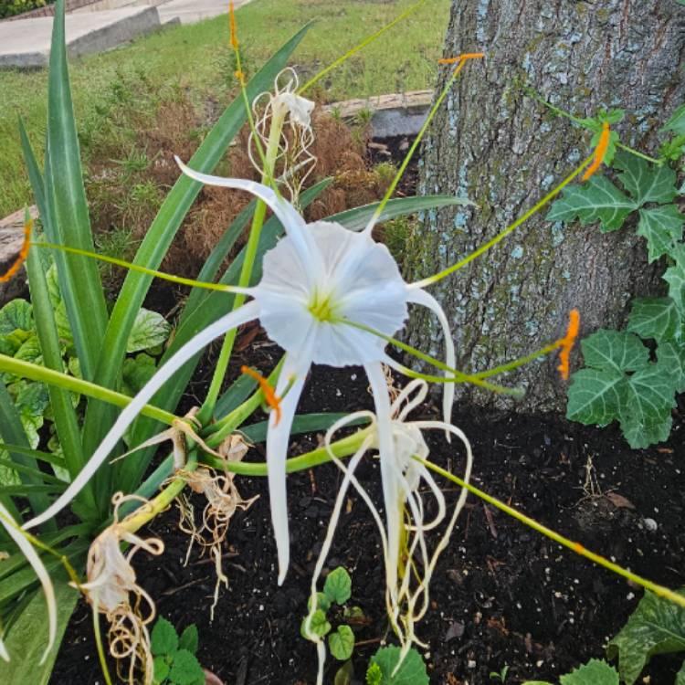 Plant image Hymenocallis acutifolia syn. Hymenocallis littoralis var. acutifolia