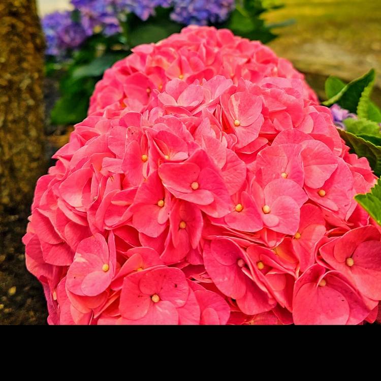 Plant image Hydrangea macrophylla 'Doris'