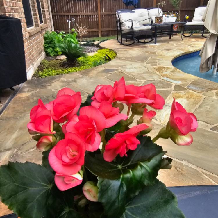 Plant image Begonia 'Solenia Orange'