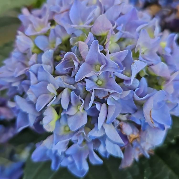 Plant image Hydrangea Macrophylla 'Monmar'