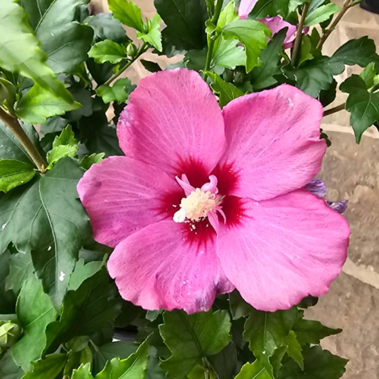 Plant image Hibiscus Syriacus 'Aphrodite'