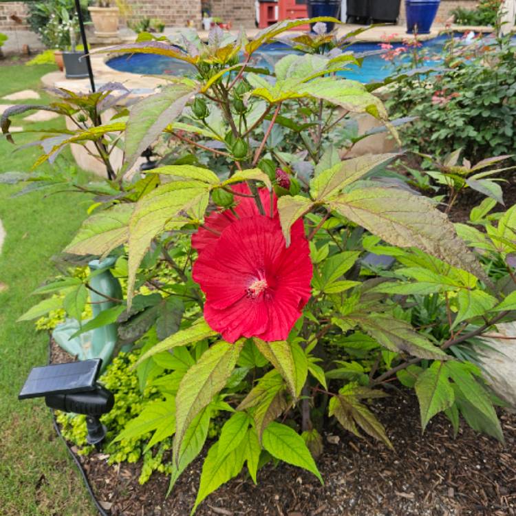 Plant image Hibiscus 'Midnight Marvel'