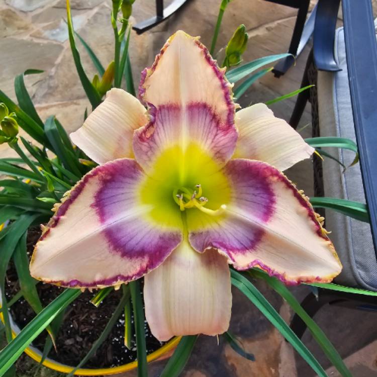 Plant image Hemerocallis 'Handwriting On The Wall'