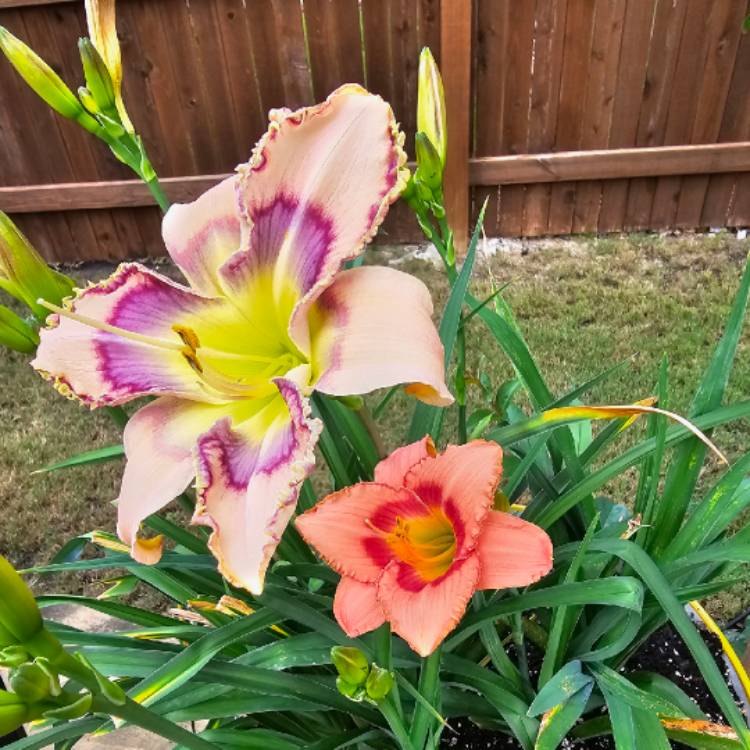 Plant image Hemerocallis 'Handwriting On The Wall'