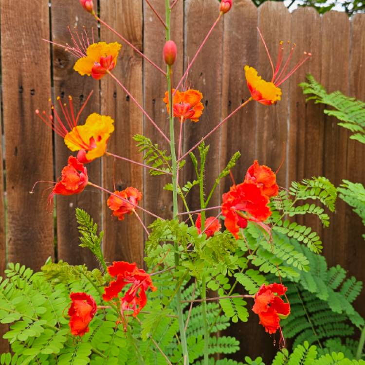 Plant image Caesalpinia pulcherrima syn. Caesalpinia lutea