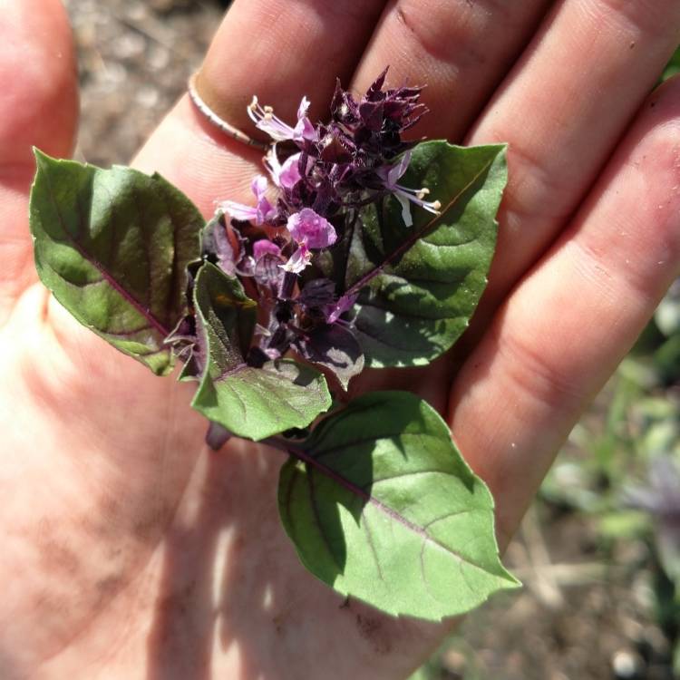 Plant image Ocimum basilicum 'Dark Opal' syn. Ocimum basilicum var. purpurascens 'Dark Opal'