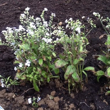 Forget-Me-Know 'Sylvia Blue'